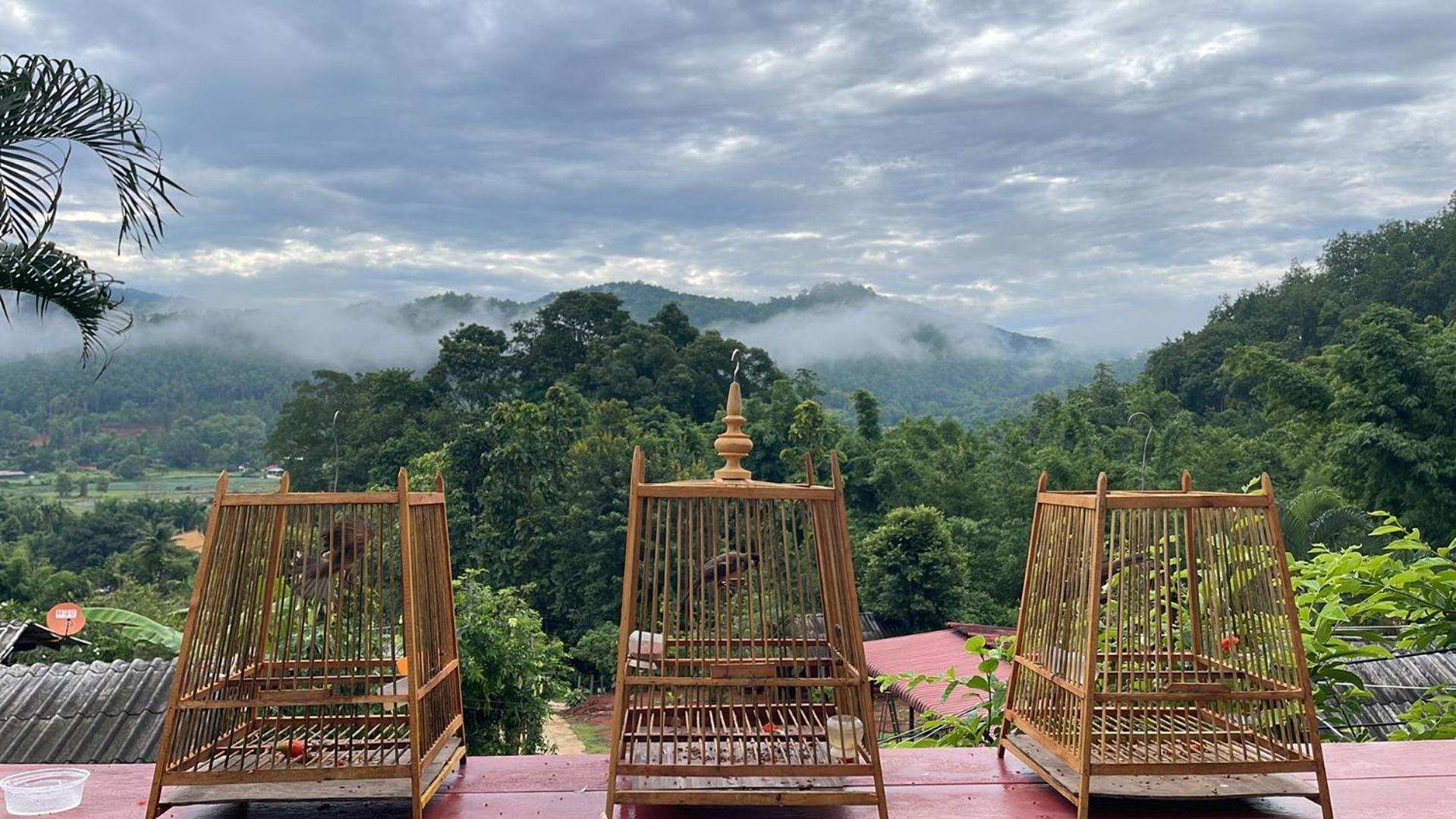 Forest Guesthouse Samoeng Buitenkant foto